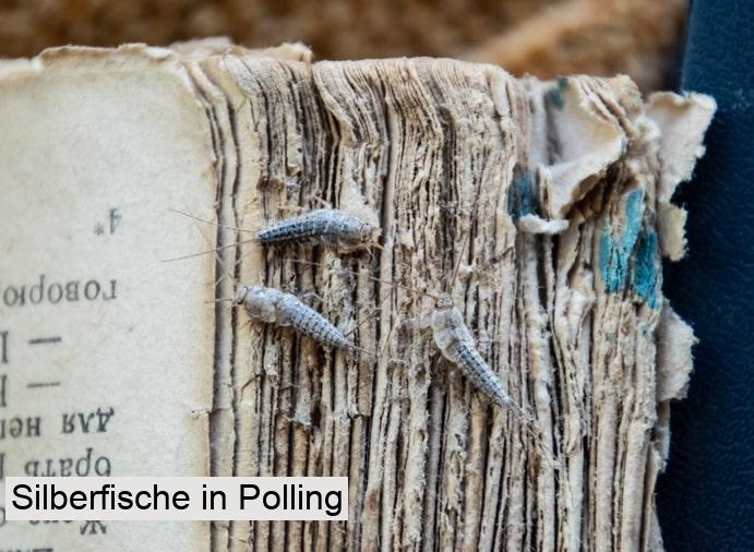 Silberfische in Polling
